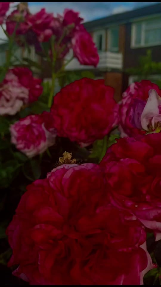 Post 5 by Shahnaaz Begum on TikTok (video)