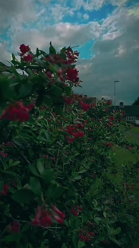 Post 2 by Shahnaaz Begum on TikTok (video)