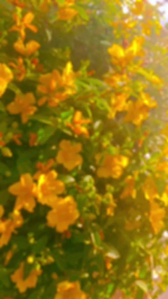 Post 1 by Shahnaaz Begum on TikTok (video)
