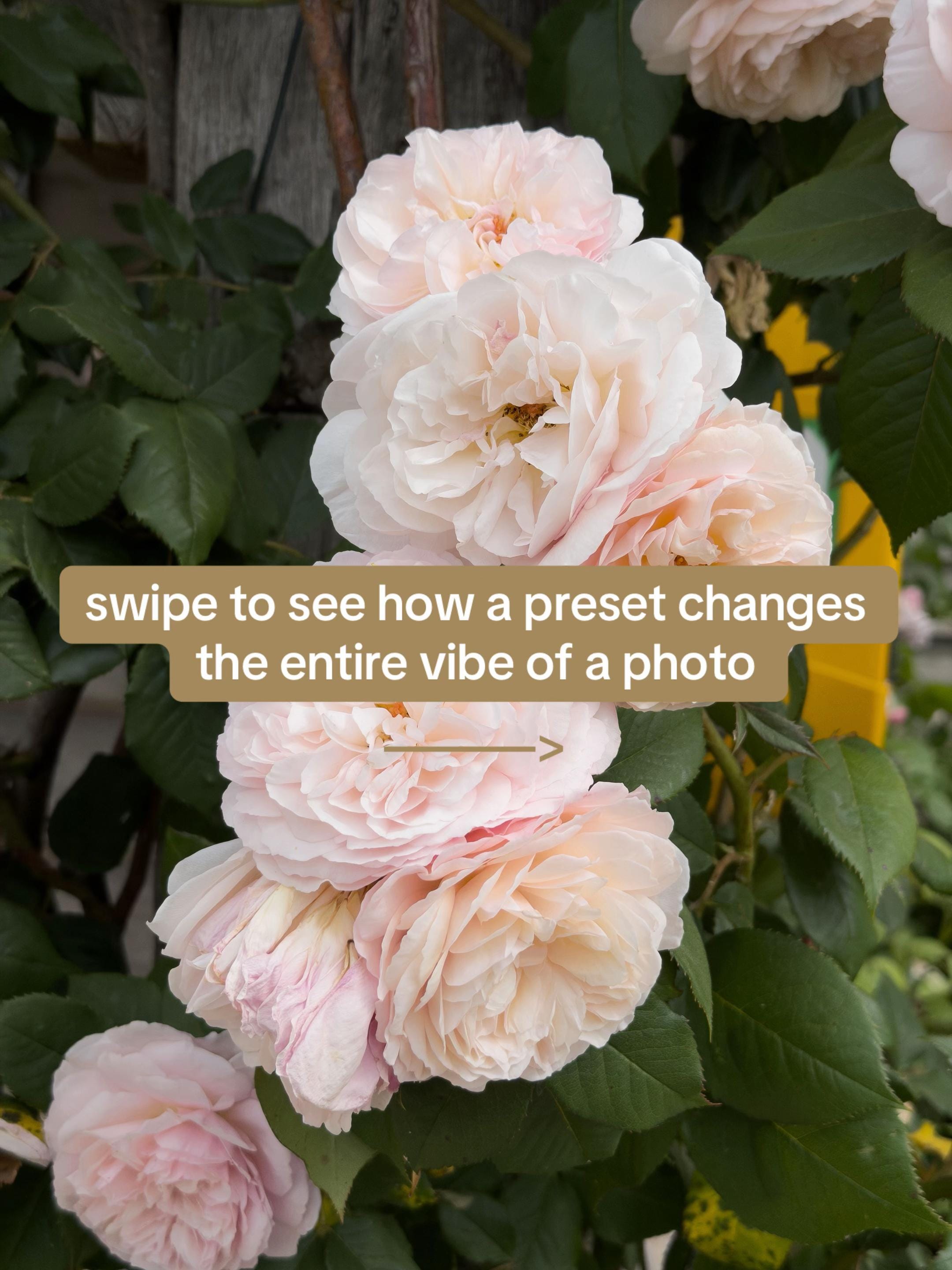 Post 2 by Ellen Escapes on TikTok (video)