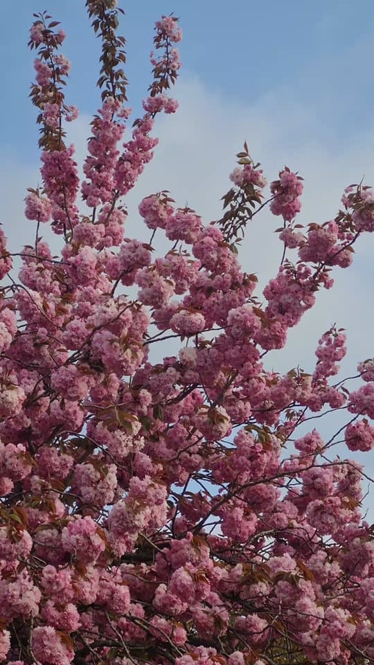 Post 4 by Tom on TikTok (video)