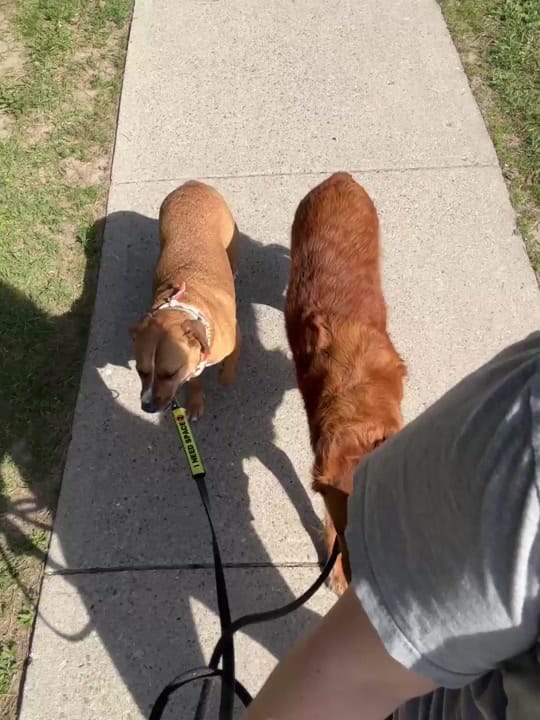 Post 2 by DIBS Rescue on TikTok (video)