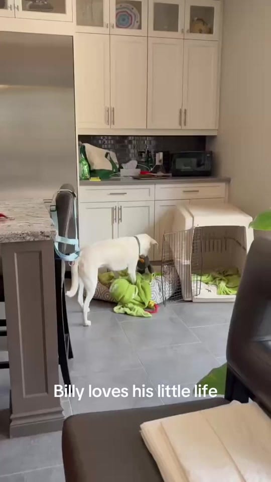 Post 9 by DIBS Rescue on TikTok (video)