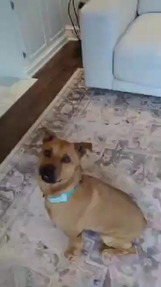 Post 8 by DIBS Rescue on TikTok (video)
