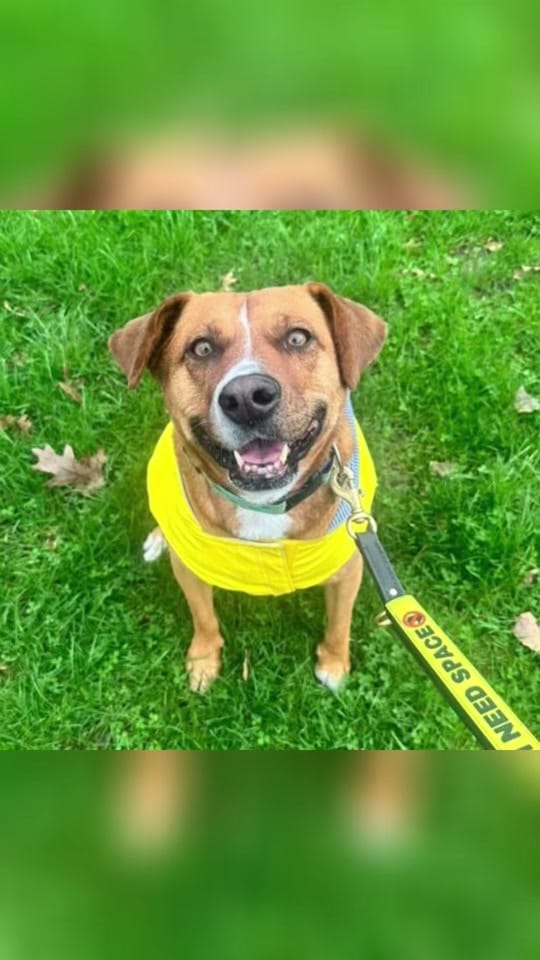Post 4 by DIBS Rescue on TikTok (video)