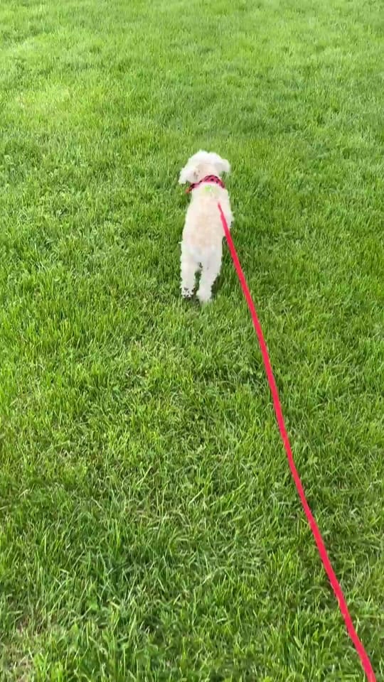 Post 7 by DIBS Rescue on TikTok (video)