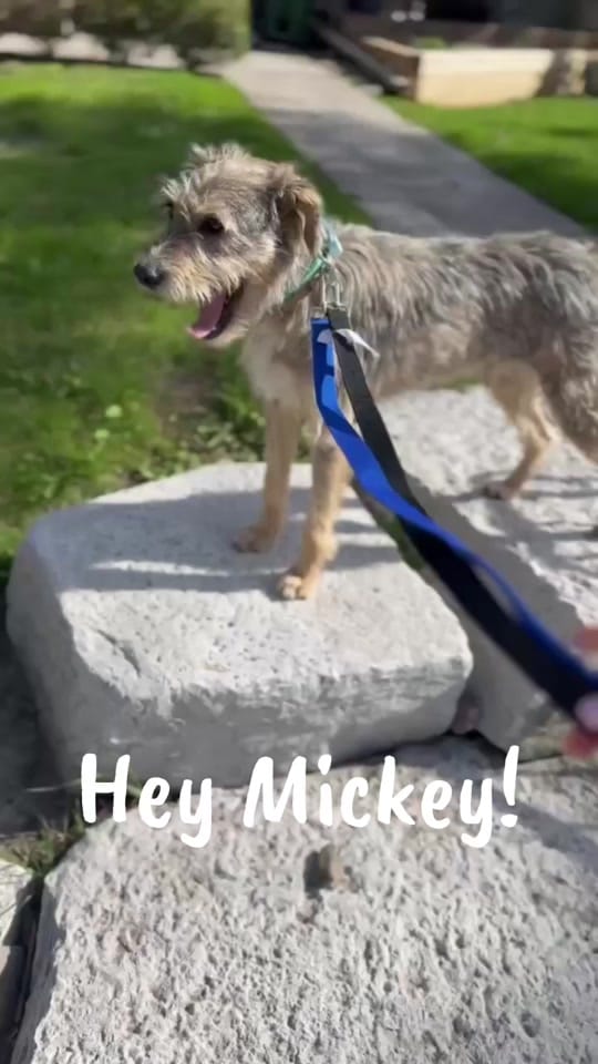 Post 10 by DIBS Rescue on TikTok (video)