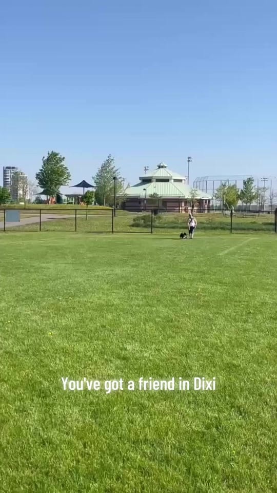 Post 3 by DIBS Rescue on TikTok (video)