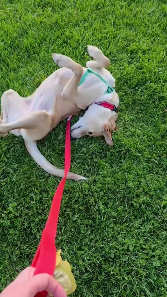Post 1 by DIBS Rescue on TikTok (video)