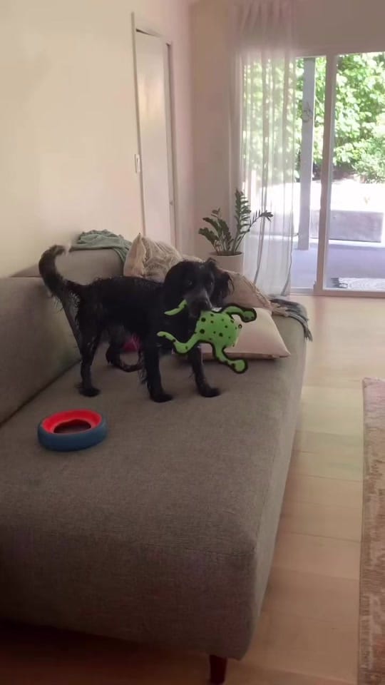 Post 1 by Charlotte Hutchinson on TikTok (video)