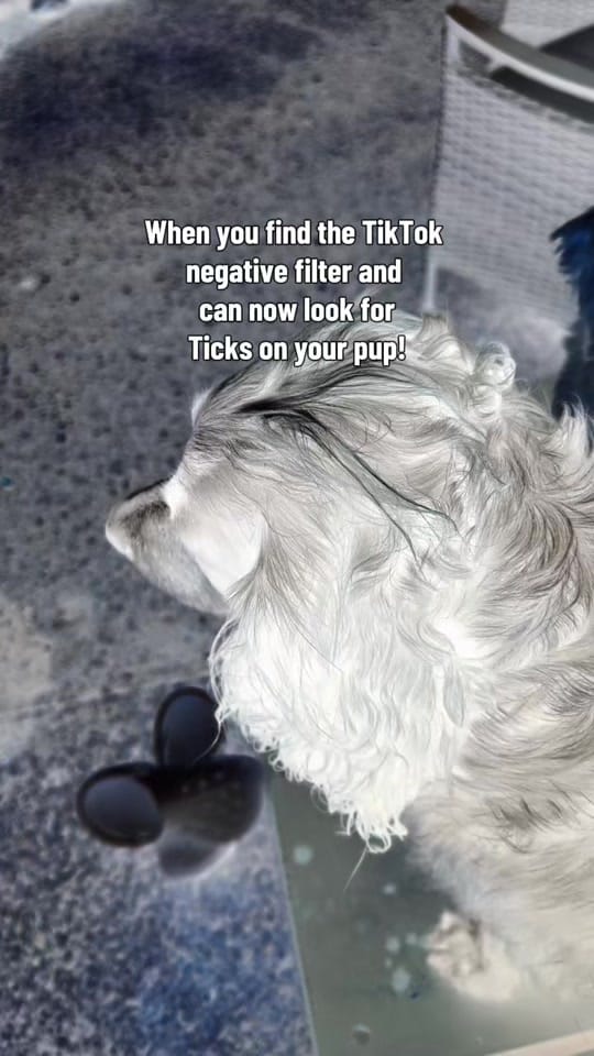 Post 4 by Charlotte Hutchinson on TikTok (video)