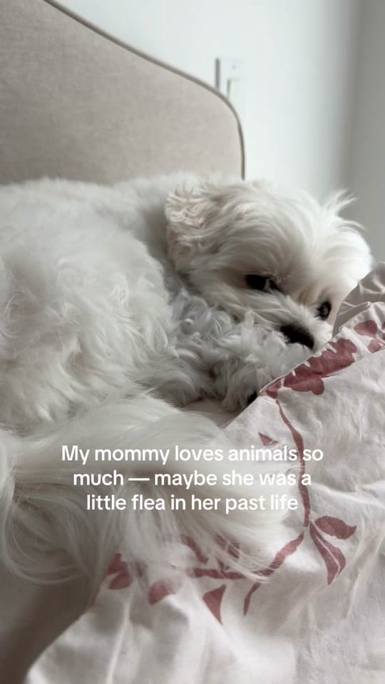 Post 6 by Weni on TikTok (video)