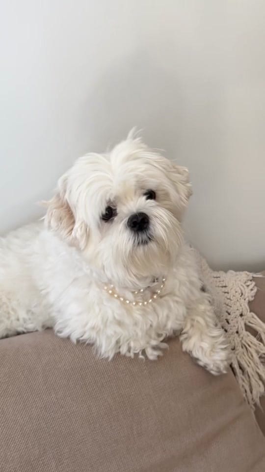 Post 3 by Weni on TikTok (video)