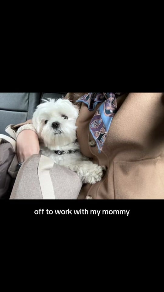 Post 5 by Weni on TikTok (video)