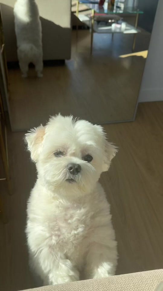 Post 4 by Weni on TikTok (video)