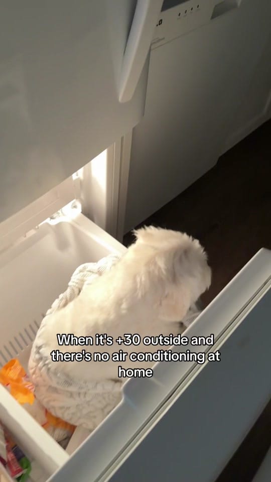 Post 9 by Weni on TikTok (video)
