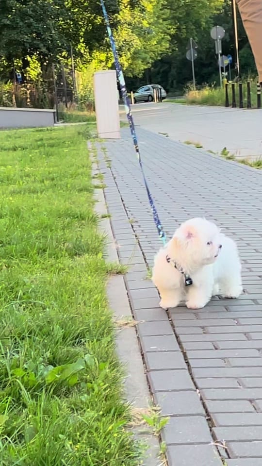 Post 7 by Weni on TikTok (video)