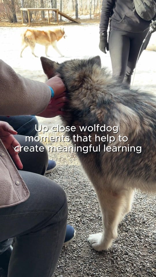 Post 2 by Yamnuska Wolfdog Sanctuary on TikTok (video)