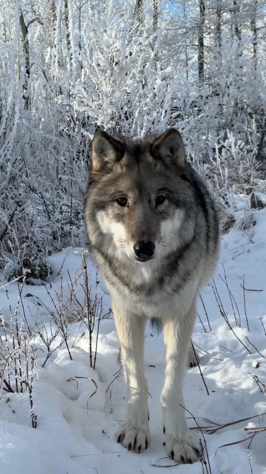 Post 1 by Yamnuska Wolfdog Sanctuary on TikTok (video)