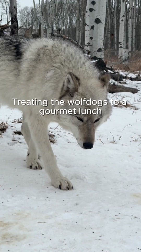 Post 6 by Yamnuska Wolfdog Sanctuary on TikTok (video)