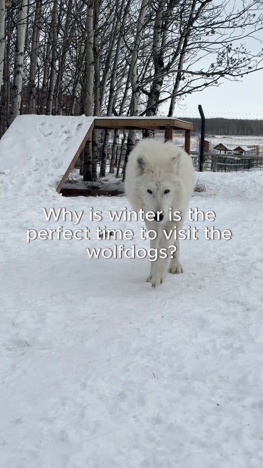 Post 8 by Yamnuska Wolfdog Sanctuary on TikTok (video)