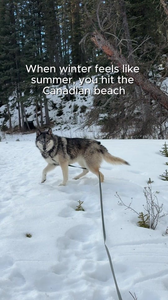 Post 5 by Yamnuska Wolfdog Sanctuary on TikTok (video)