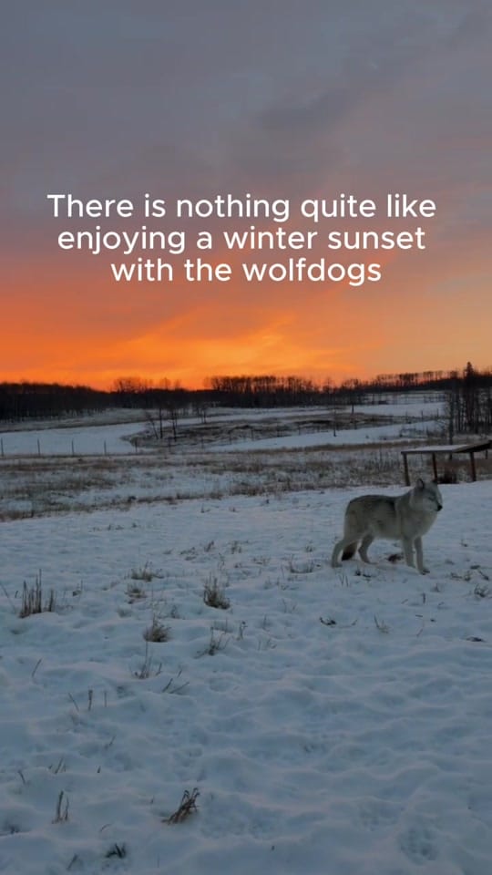 Post 7 by Yamnuska Wolfdog Sanctuary on TikTok (video)