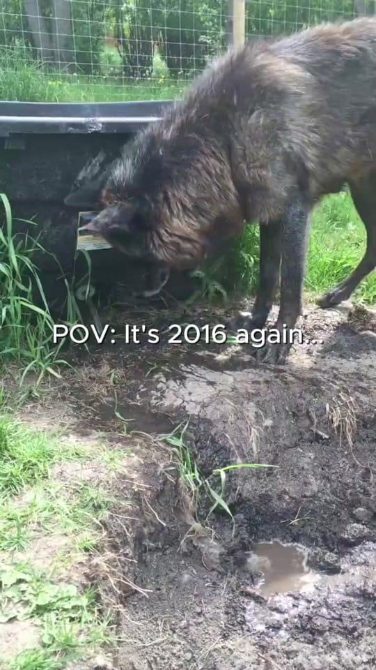 Post 4 by Yamnuska Wolfdog Sanctuary on TikTok (video)
