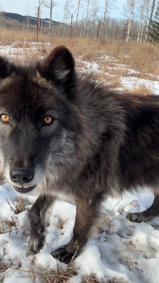 Post 3 by Yamnuska Wolfdog Sanctuary on TikTok (video)