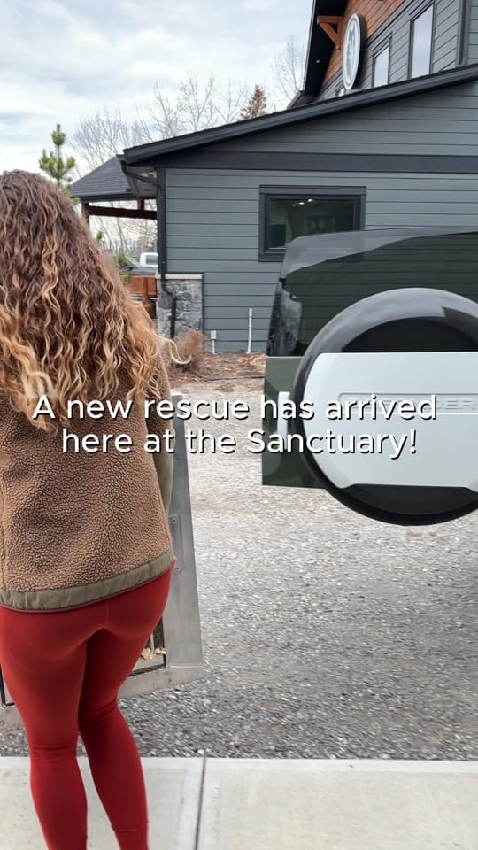 Post 10 by Yamnuska Wolfdog Sanctuary on TikTok (video)