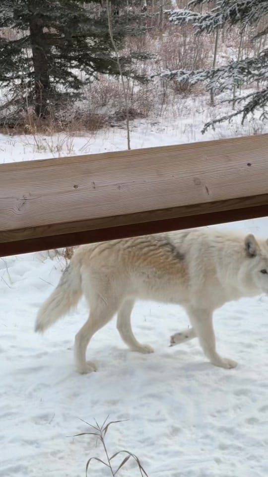 Post 9 by Yamnuska Wolfdog Sanctuary on TikTok (video)