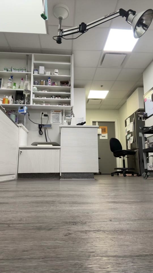 Post 8 by Hastings Veterinary Hospital on TikTok (video)