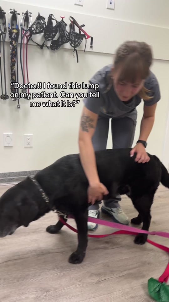 Post 10 by Hastings Veterinary Hospital on TikTok (video)