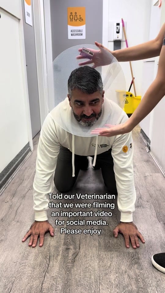 Post 6 by Hastings Veterinary Hospital on TikTok (video)