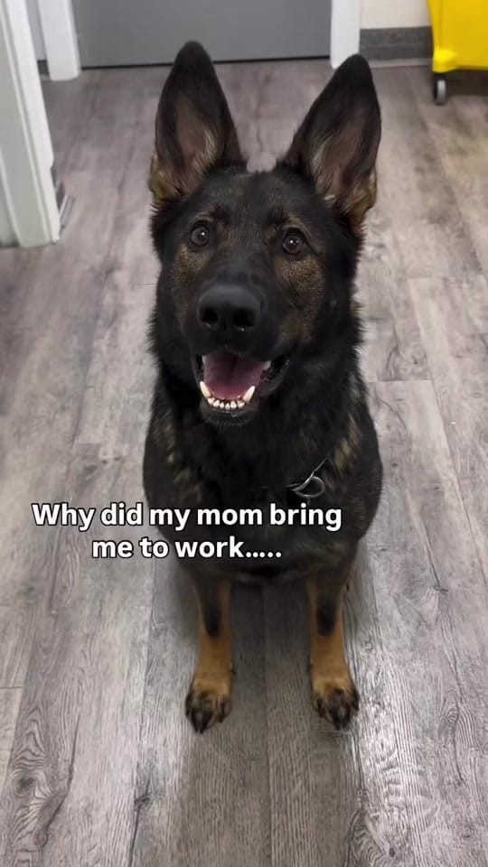 Post 1 by Hastings Veterinary Hospital on TikTok (video)