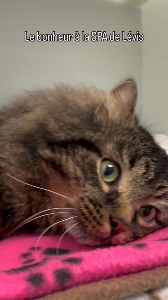 Post 3 by spadelevis on TikTok (video)