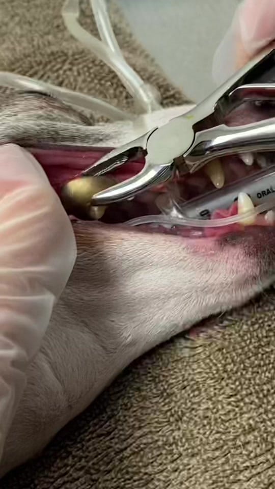 Post 6 by North End Animal Hospital on TikTok (video)