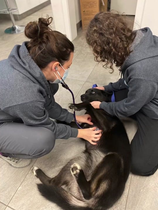 Post 9 by North End Animal Hospital on TikTok (video)