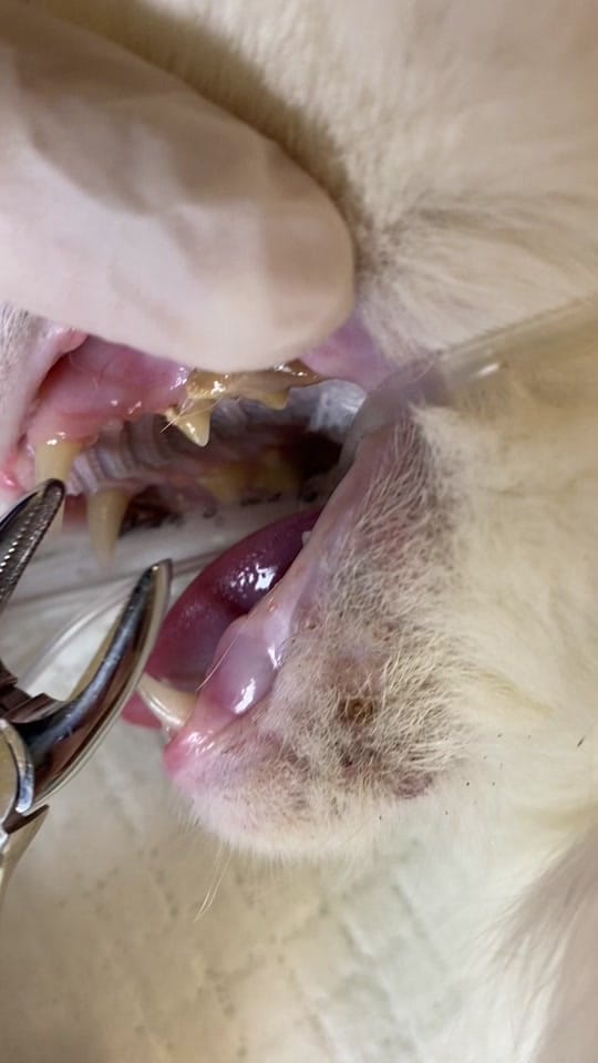 Post 3 by North End Animal Hospital on TikTok (video)