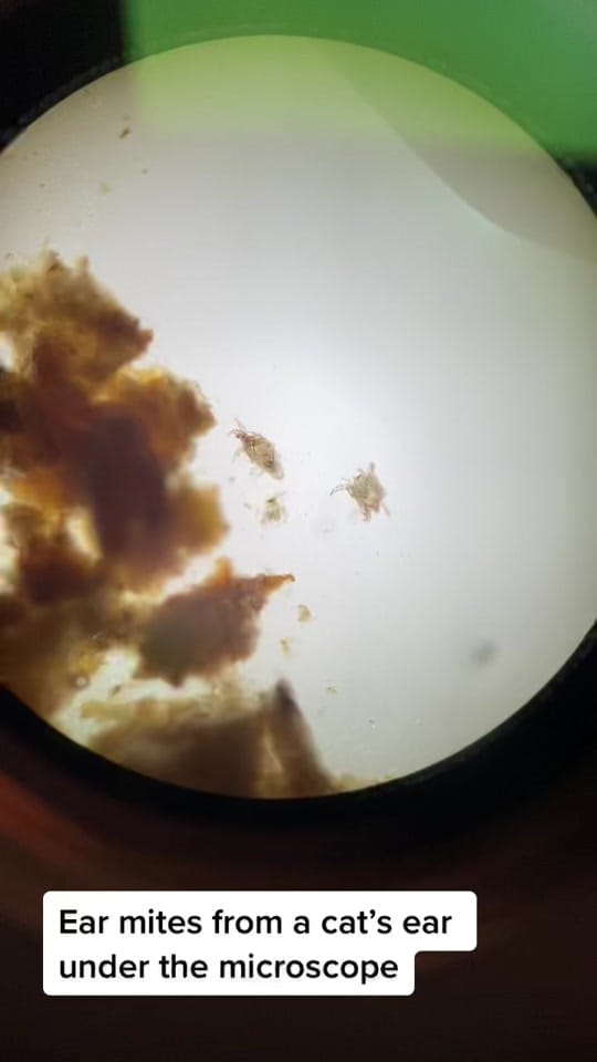 Post 5 by North End Animal Hospital on TikTok (video)