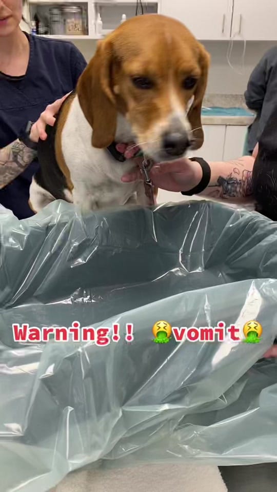 Post 4 by North End Animal Hospital on TikTok (video)