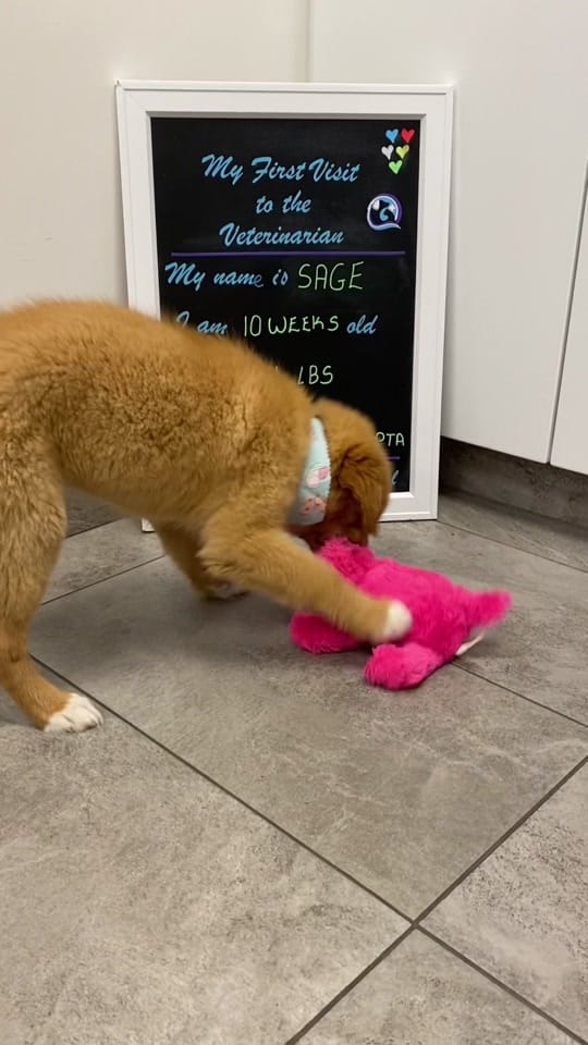 Post 1 by North End Animal Hospital on TikTok (video)