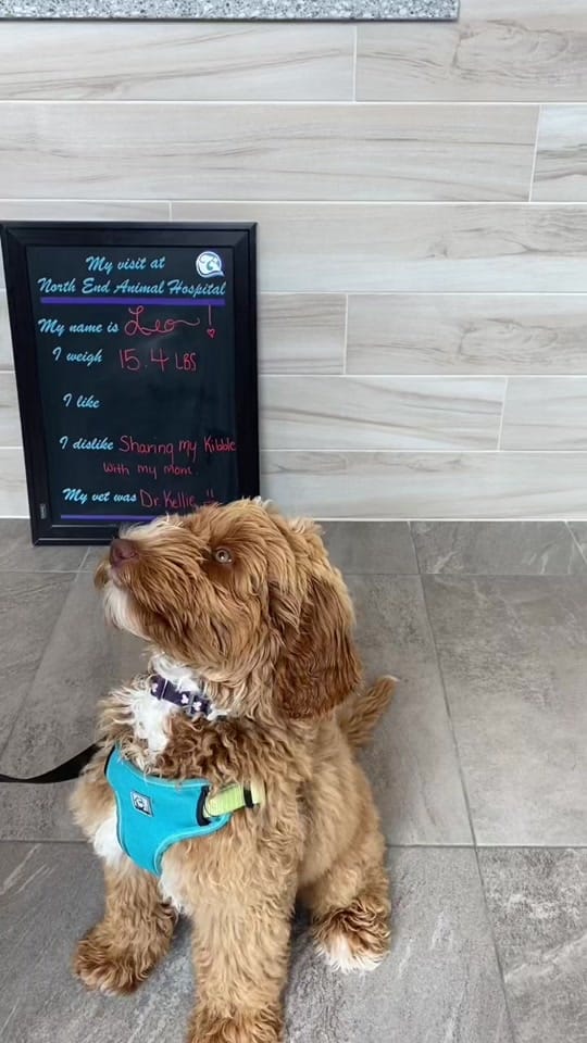 Post 10 by North End Animal Hospital on TikTok (video)