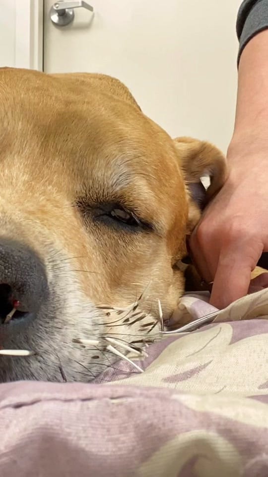 Post 2 by North End Animal Hospital on TikTok (video)