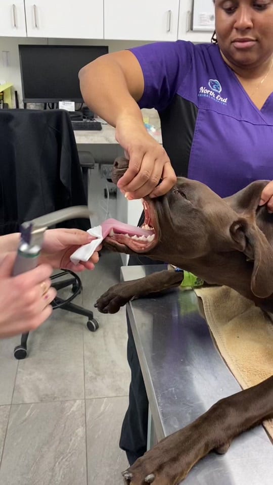 Post 7 by North End Animal Hospital on TikTok (video)
