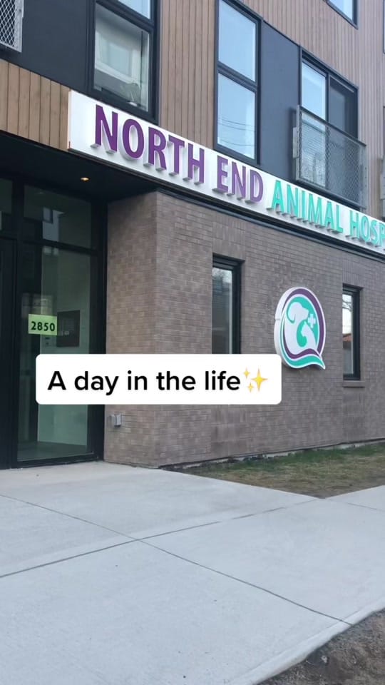 Post 8 by North End Animal Hospital on TikTok (video)