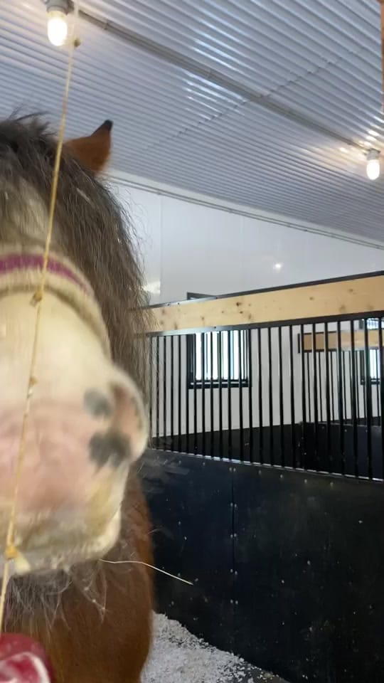 Post 10 by Chevalerie, Animal Rescue on TikTok (video)