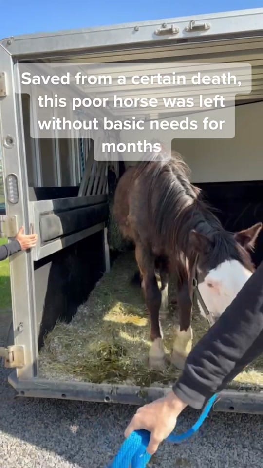Post 2 by Chevalerie, Animal Rescue on TikTok (video)