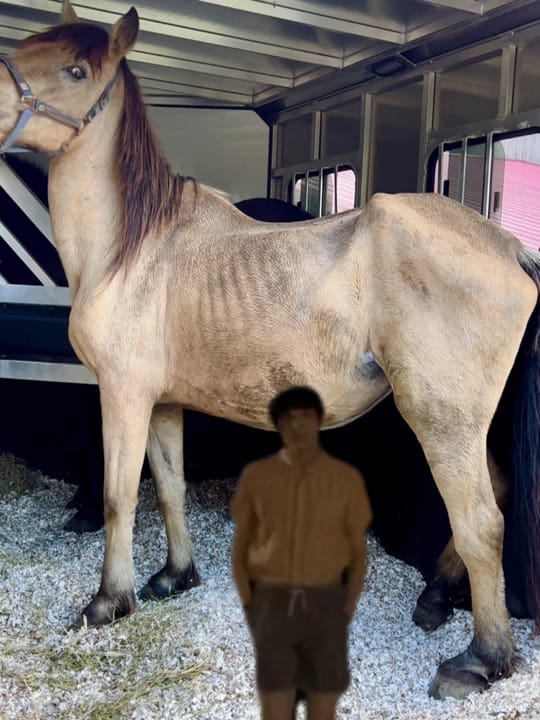 Post 7 by Chevalerie, Animal Rescue on TikTok (video)