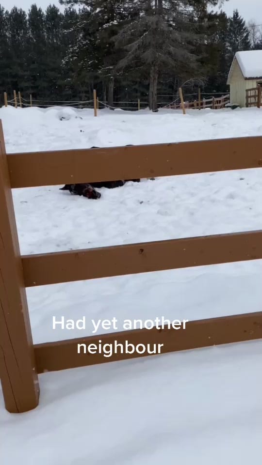 Post 8 by Chevalerie, Animal Rescue on TikTok (video)